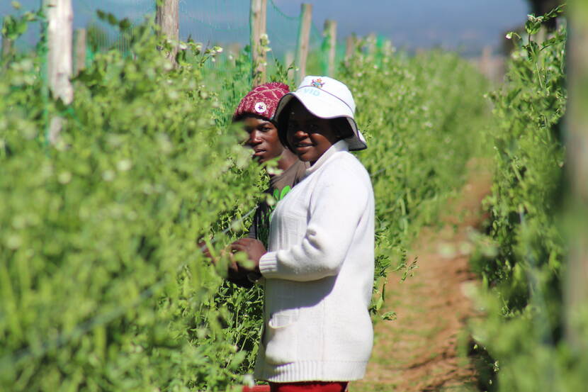 Dutch Embassy extends food processing training opportunity to 20 Zim women Humanitarian post